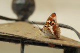 Grote Weerschijnvlinder
