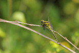 Beekrombout