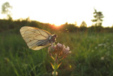 Groot Geaderd Witje