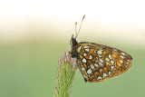 Woudparelmoervlinder