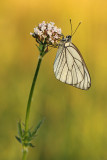 Groot Geaderd Witje