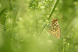 Grote Parelmoervlinder