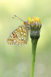 Duinparelmoervlinder