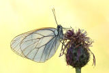 Groot Geaderd Witje