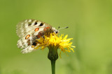 Apollovlinder