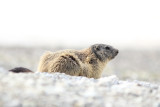 Alpenmarmot