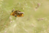 Duinparelmoervlinder