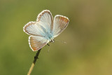 Bleek Blauwtje