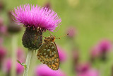 Grote Parelmoervlinder
