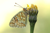 Duinparelmoervlinder