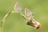 Bruin Blauwtje