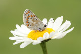 Bruin Blauwtje