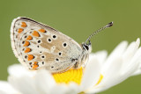 Bruin Blauwtje