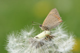 Kleine Vuurvlinder