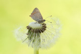 Kleine Vuurvlinder