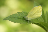 Scheefbloemwitje