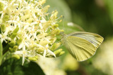 Scheefbloemwitje