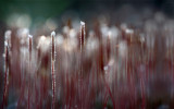 Ruig Haarmos - Polytrichum piliferum