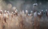 Ruig Haarmos - Polytrichum piliferum