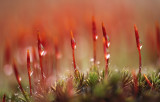 Ruig Haarmos - Polytrichum piliferum