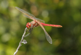 Zwervende heidelibel - Sympetrum fonscolombi ♂