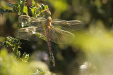 Zadellibel - Anax ephippiger  ♀