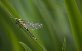 Beekrombout - Gomphus vulgatissimus ♀