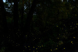 Vuurvliegjes - fireflies