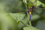 Platbuik - Libellula depressa