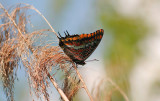 Pasja vlinder  _ Charaxes jasius