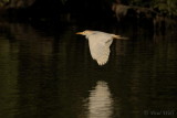 Western Cattle Egret - Bubulcus ibis