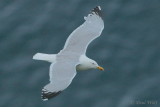 European Herring Gull - Larus argentatus argenteus