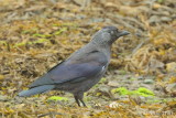 Western Jackdaw - Corvus monedula spermologus