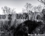 Knobs_State_Forest_122018_004.jpg