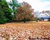 Bernheim_112019_004.jpg