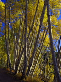 Aspens