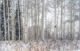 9884_85.jpg