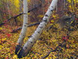 Utah Fall 2021