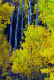Montana Fall