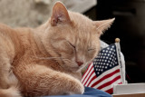 Sylvester, the patriotic kitty! 