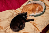 Ming and Morris enjoying the couch.           IMG_0911.jpg