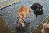 Morris on shoes with Ming and Sylvester nearby.    IMG_6222.jpg