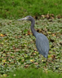 Little Blue Heron