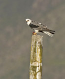 White-tailed Kite