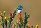 Blue-throated Hillstar