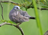 Plain-breasted Ground-Dove