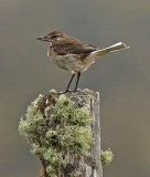 White-tailed Shrike-Tyrant