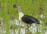 Comb Duck