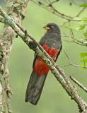 Ecuadorian Trogon