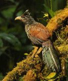 Banded Ground-Cuckoo